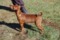 Unico Perritos Foxy In Red