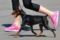 Dom Iriski Aikvin Elizabet Minidog