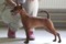 Streizy Star Del Ailend