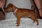 Unico Perritos Harmonie In Red