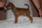 Unico Perritos Hary Potter In Red