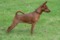 Baron Wolf Golden Greta