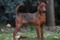Made In Spain Repoker De Ases Dogkingcat