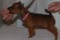 Unico Perritos Ianca In Red