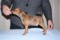 Estrellapinsch Red Fornax