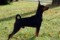 Axe Lakes Dobby The Star