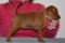 Kiwillas Cozy Carla