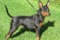 Humblepup Duchess