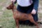 Impala Kianna Keesha