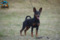 Happy Blue Falcon Lichnerowicz Kennel
