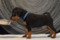 Black Carambas Maximus De Molay
