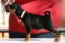 Estrellapinsch Black Kleeia