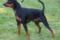 Bittelis Athos Strong Little Man