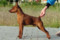 Multatuli Fantastic