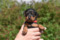 Made In Line Raphael In Black