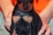 Duvinal Patronus Punsh
