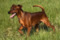 Stella Orientales Daria Lady Gold