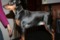 Dogbytes Tummelisa