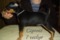 Dogbytes Caproni
