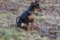 Dogbytes Hercules