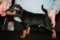 Dogbytes Bartholomew Jojo Simpson