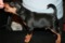Dogbytes Homer Jay Simpson