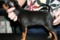 Dogbytes In Marge We Trust
