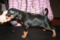 Dogbytes A Star Is Torn