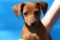 Dogbytes Song Of Phoebe