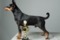 Estrellapinsch Black Echion