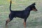 Unico Perritos Ikaros In Black