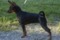 A'dreams Black Melodie