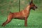 Impala Dancing Queen