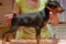 Duvinal Adrian Alvares