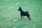 Regina's Minpin Imara