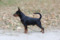 Stella Orientales Nicholas