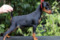 Impala Margot