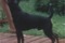 Humblepup Unchainmyheart