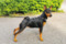 Mildstream Ms Perfect Black