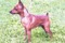 Chelines Red Dream