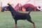 Andeless Troya