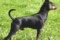 Humblepup Wily Boy