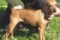 Humblepup Emilie Wind