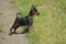 Alfie Z Klanu Lobuzow