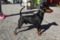 All About Attitude's Black Panther