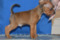 Latita's Golden Loki