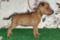 Elitstar Estrella