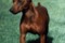Brigo Dei Baby Vip