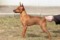 Russkiy Versall Geraldina