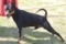 Airam's Black Cuccero